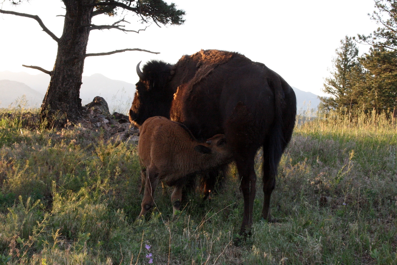 Bison nursing calf Genesee Colorado