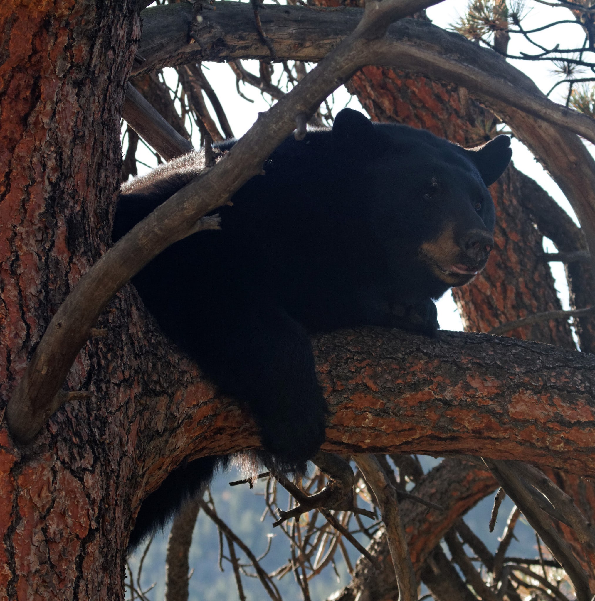 A Black Bear resting in a tree near Estes Park, Colorado.