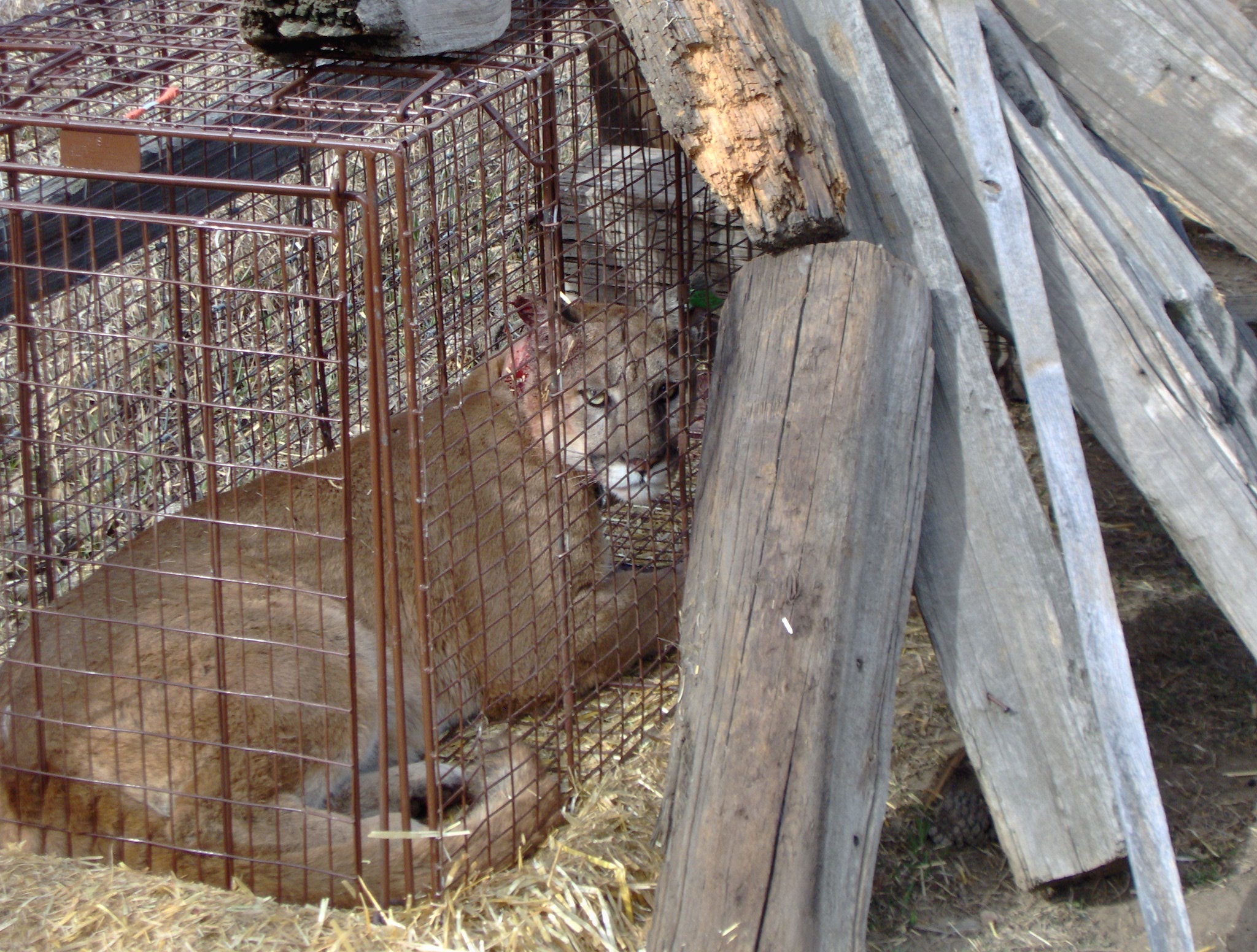 A captured mountain lion that was later released into a remote area.