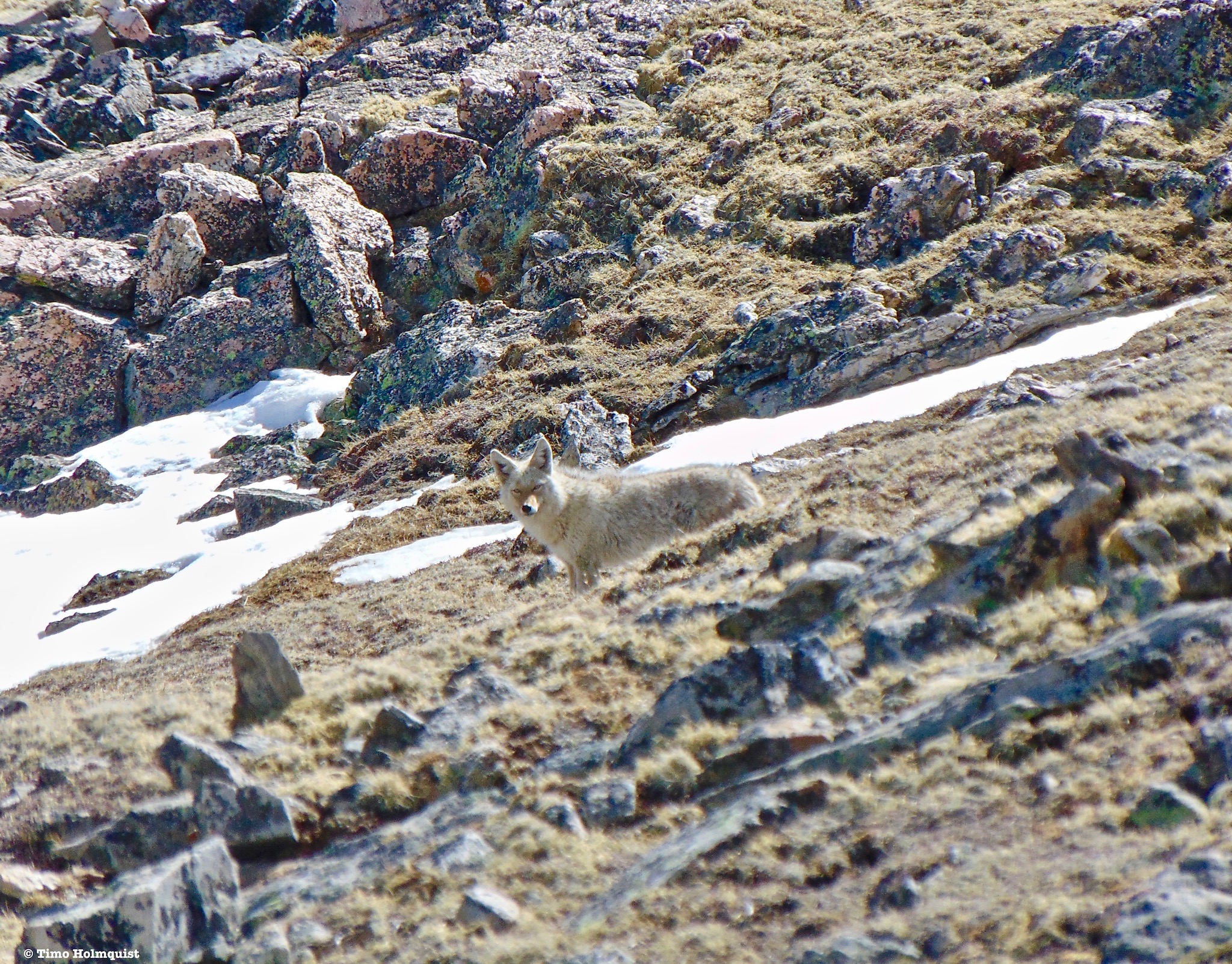 Coyote in the alpine of Rocky Mountain National Park.