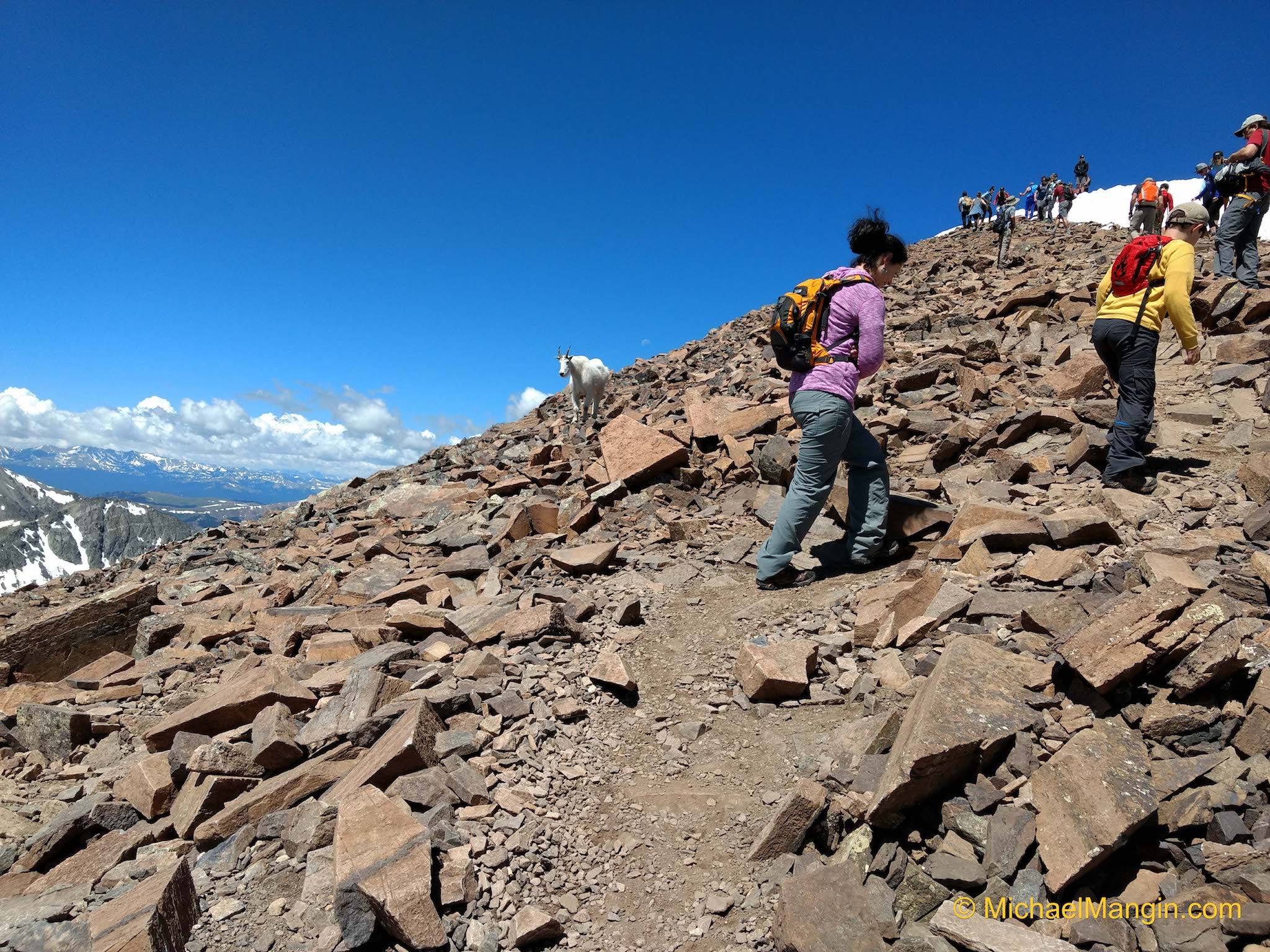 A mountain goat watches lines of hikers summit Quandary Peak, Colorado's most popular 14,000-foot mountain.