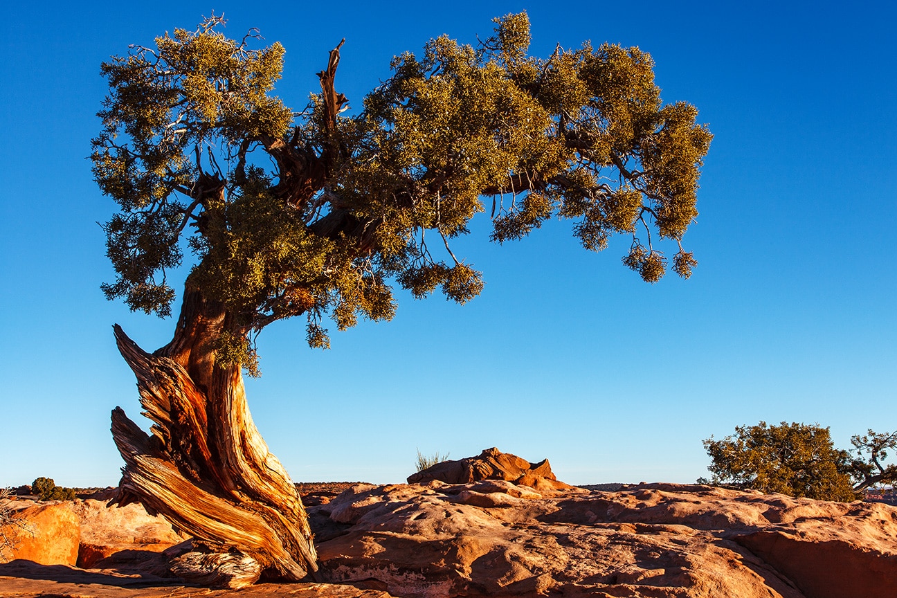 juniper tree at sunrise