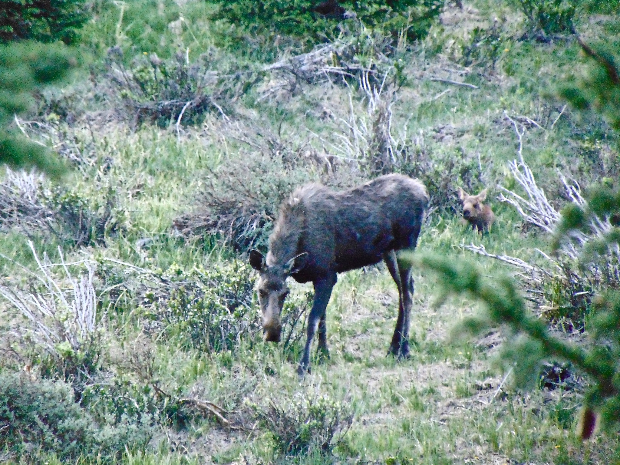 A female moose with her calf resting behind her.