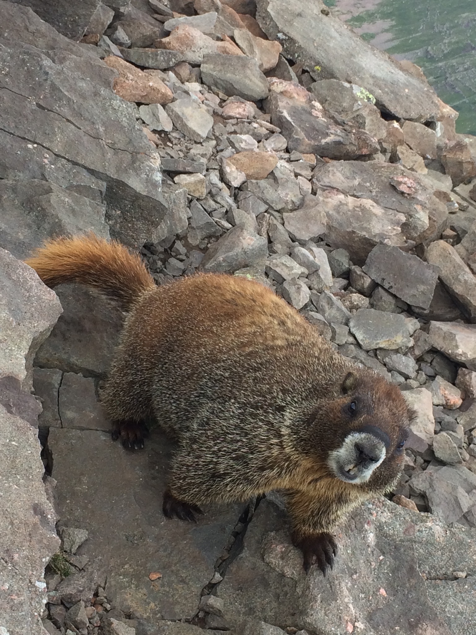 Marmots are a common alpine critter, but their beaver sharp teeth can break the skin if you let them get too close.