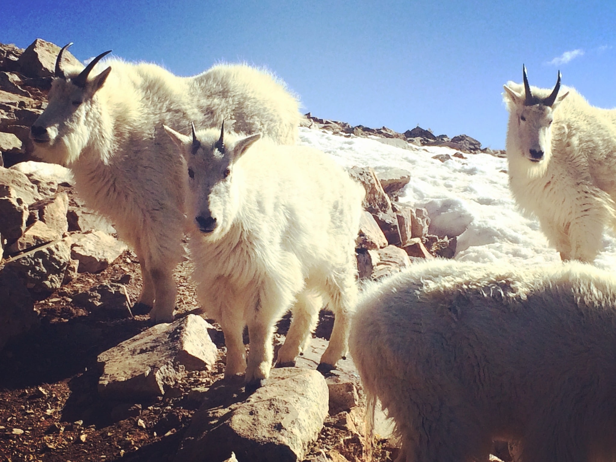 A group of mountain goats blocks the trail up Quandary Peak.