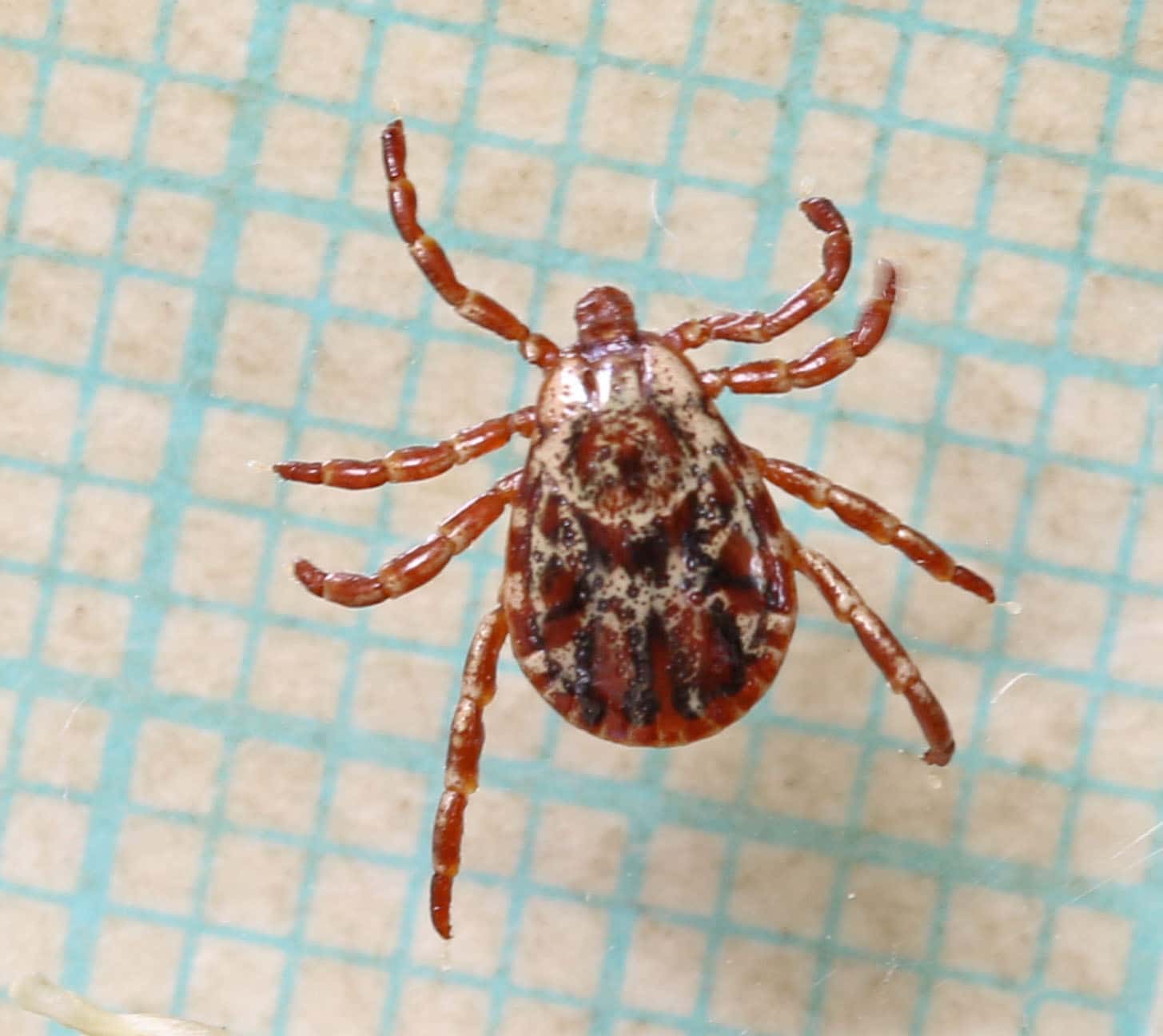 Close up of a Rocky Mountain wood tick.