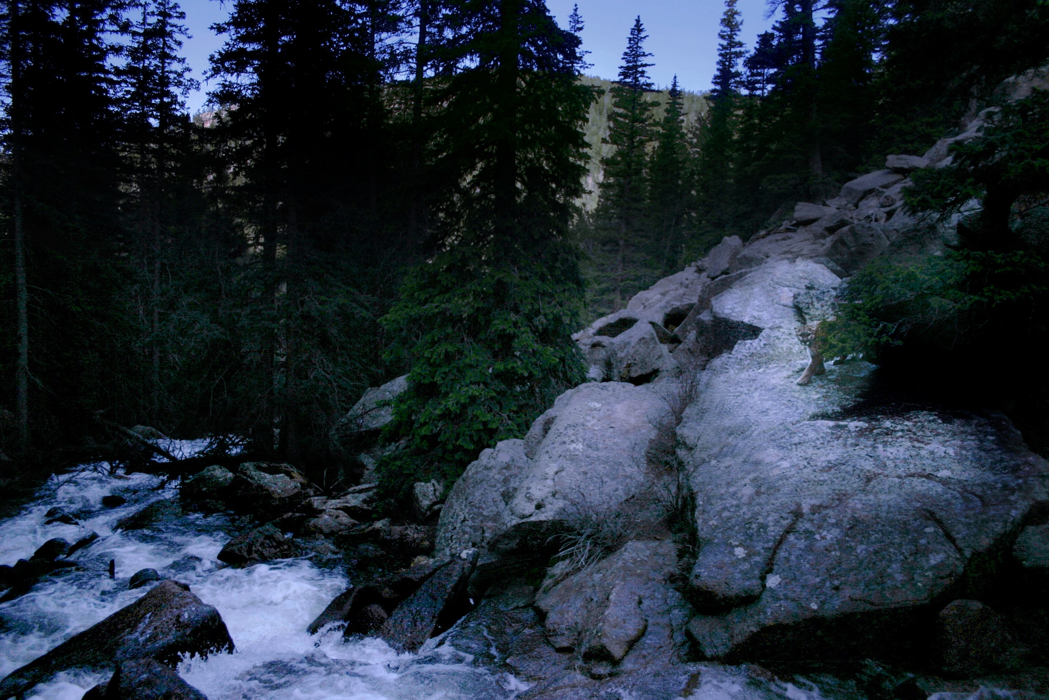 A seemingly peaceful river photo with a stealthy mountain lion behind foliage.