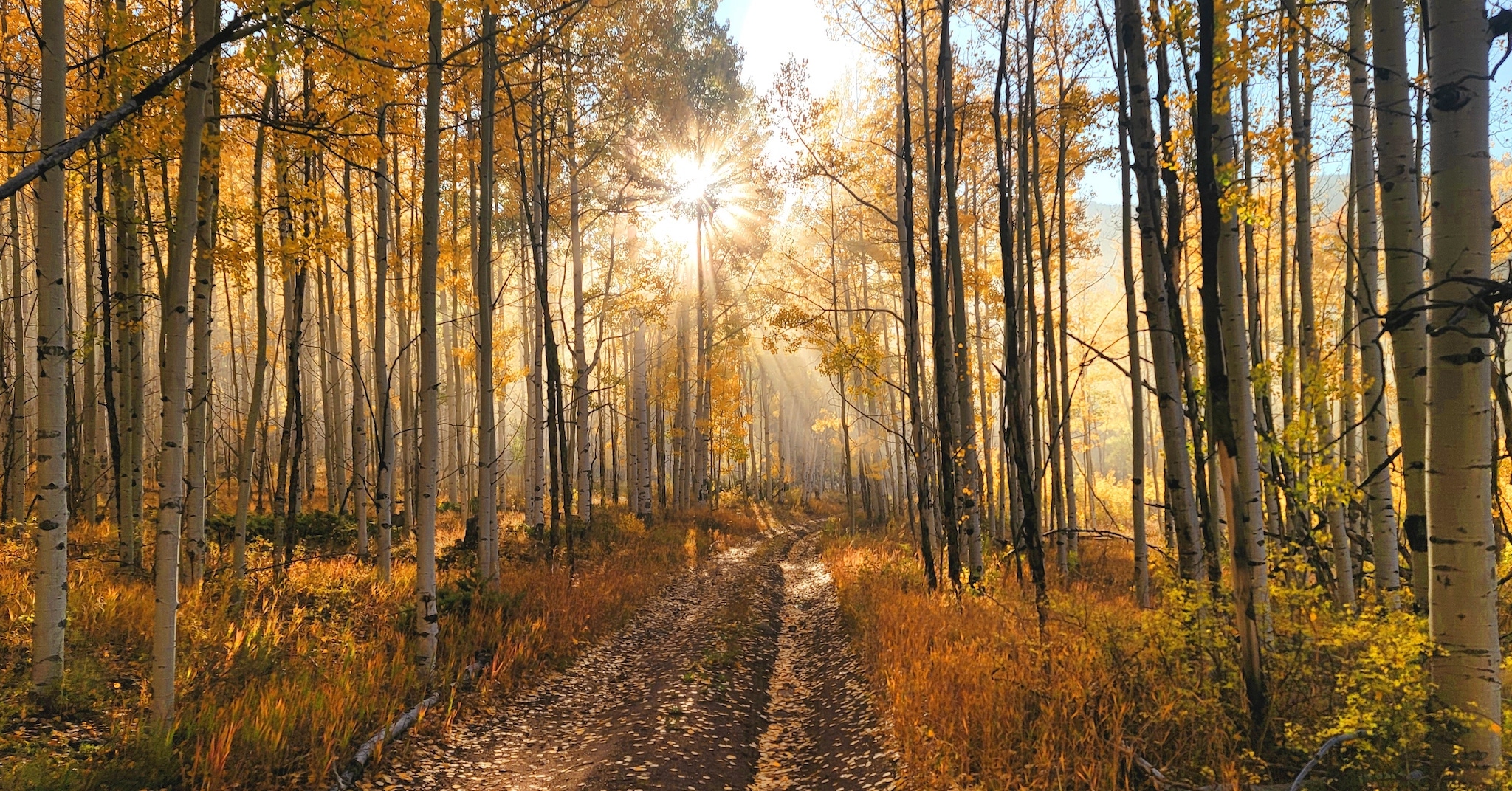 Morning sunlight streaming through yellow aspen trees.