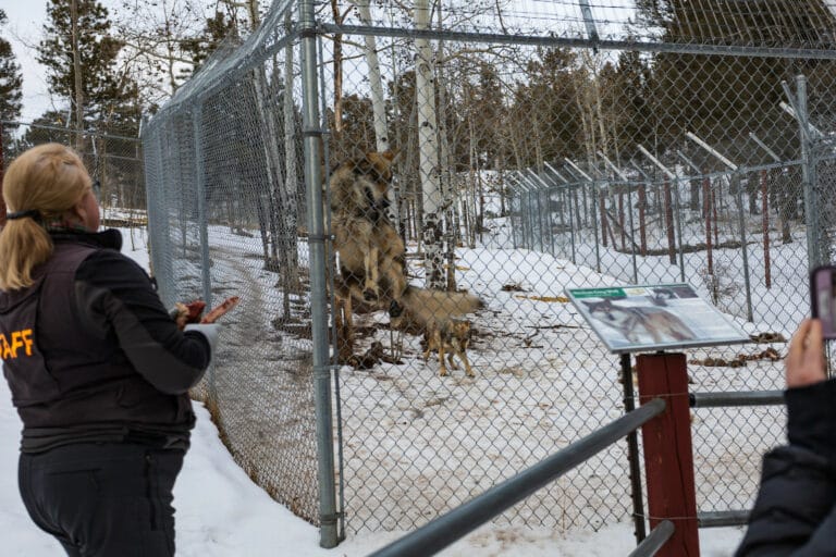 4 Animal Sanctuaries to Tour in Colorado