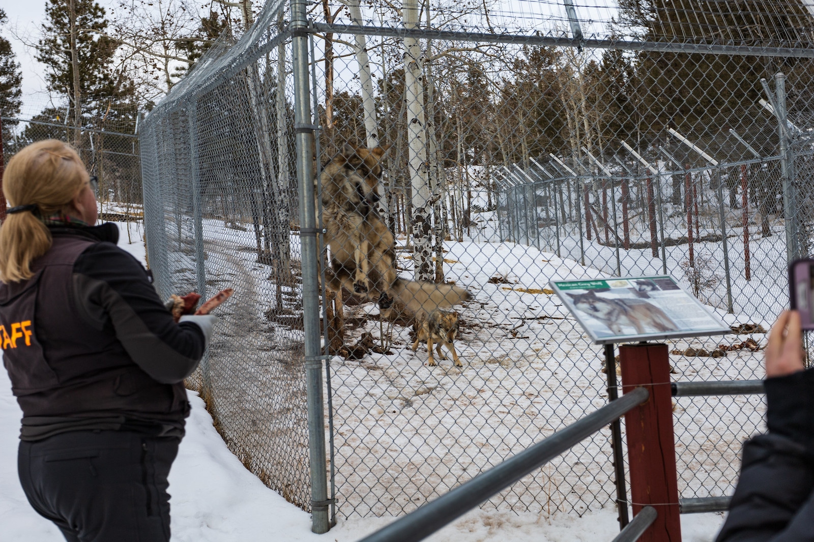 Colorado Wolf and Wildlife Center