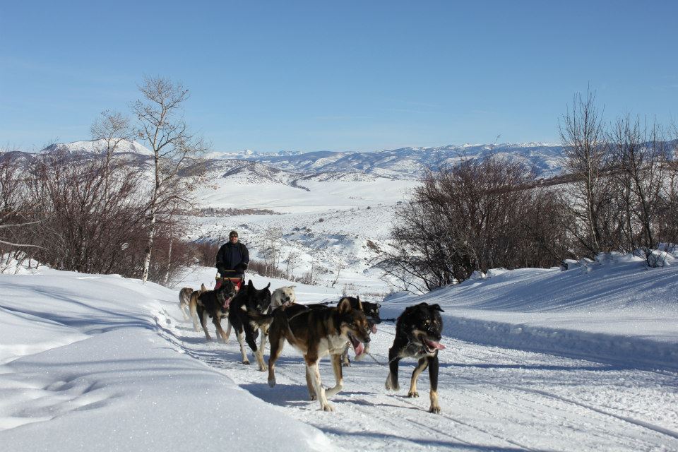 Dog Sledding at Grizzle-T, CO