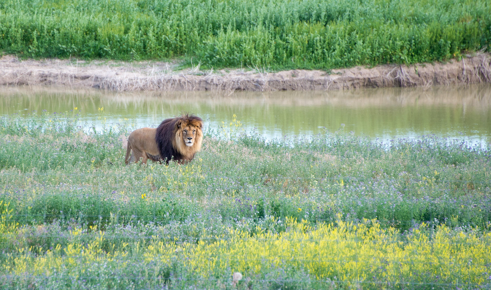 Wild Animal Sanctuary, Colorado