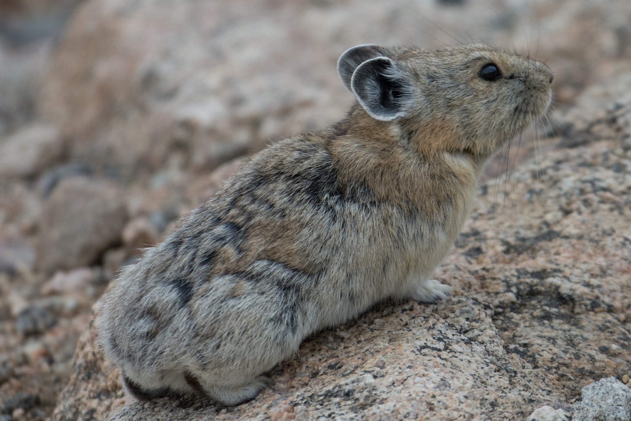 A close up of a Pika, an alpine member of the rabbit family.