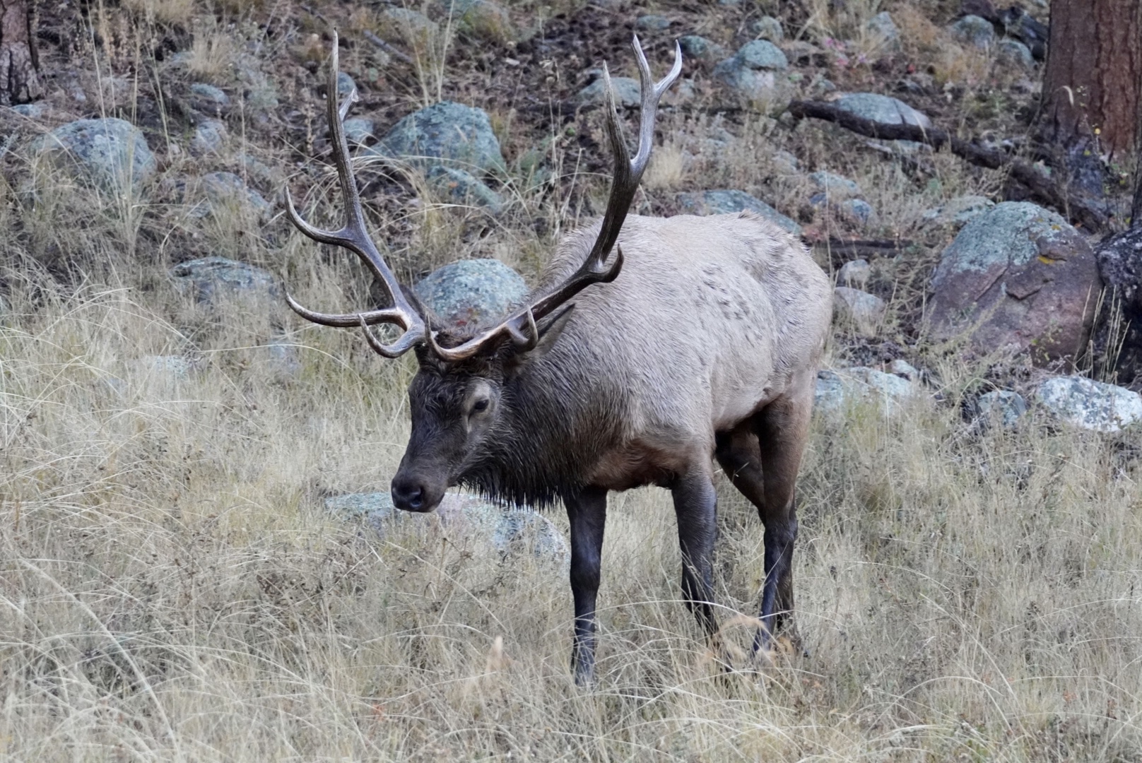 A male elk in Rocky Mountain National Park