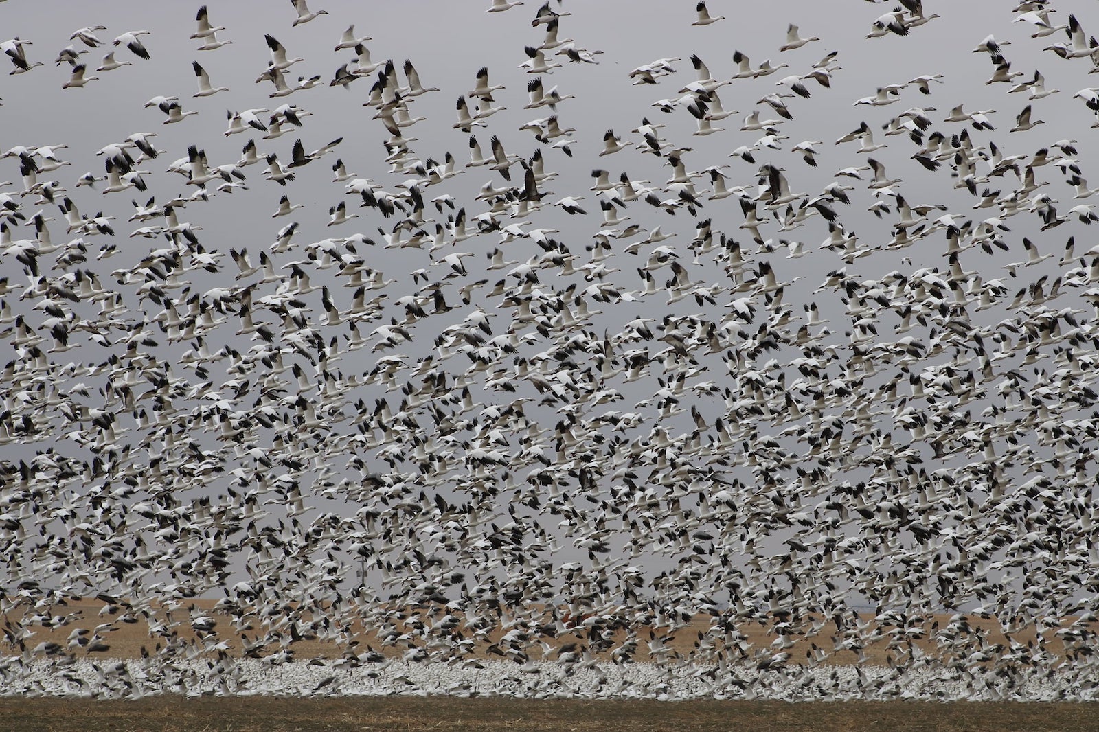 Image of migrating snow geese at the High Plains Snow Goose Festival in Lamar, Colorado