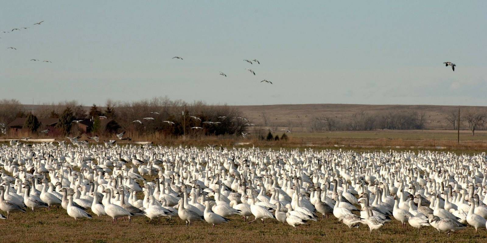 Image of geese at the High Plains Snow Goose Festival in Lamar, Colorado