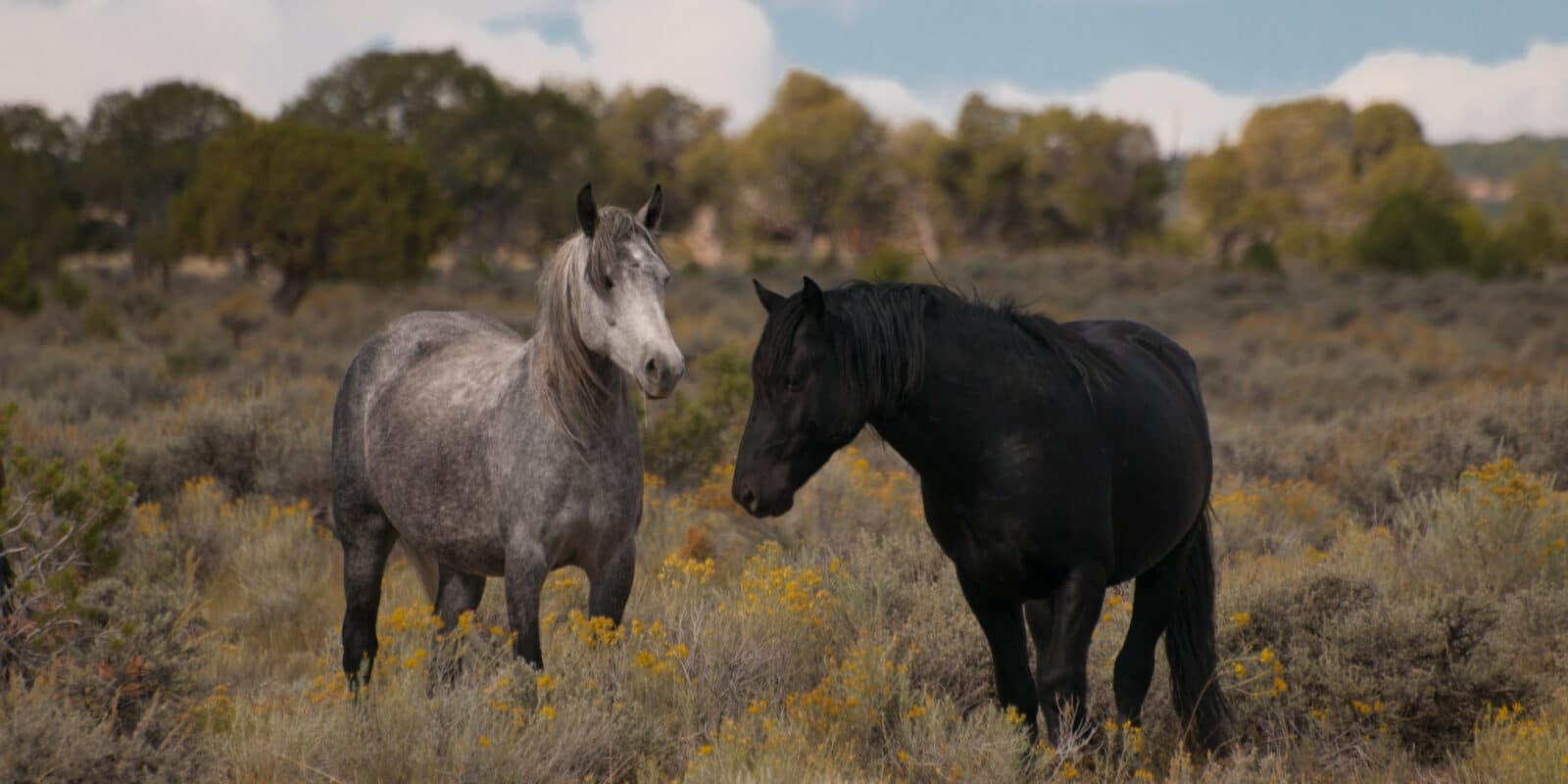 A mare and a stallion rest in Piceance-East Douglas HMA