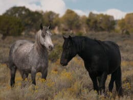 A mare and a stallion rest in Piceance-East Douglas HMA