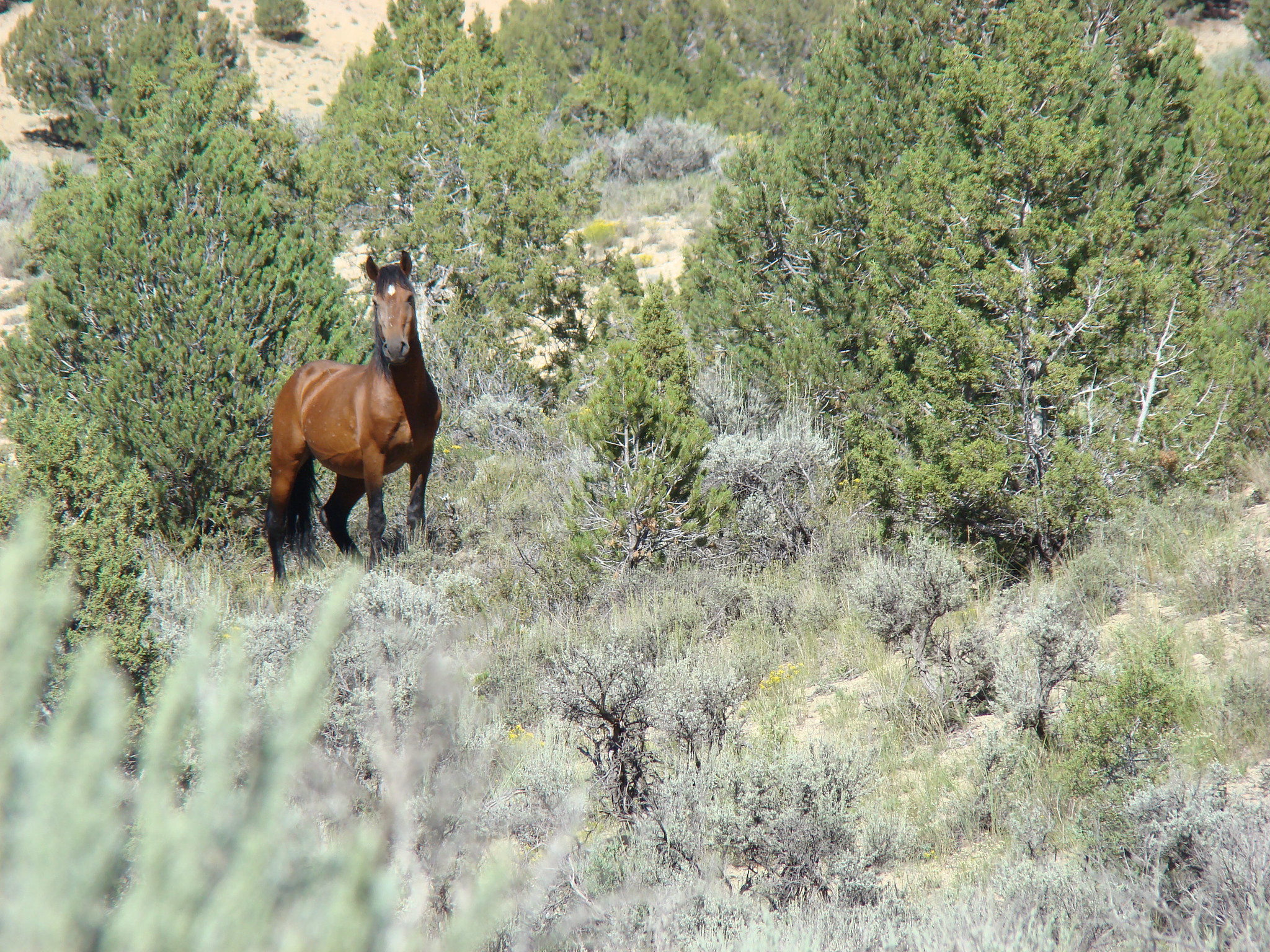 Single wild horse standing in dense brush