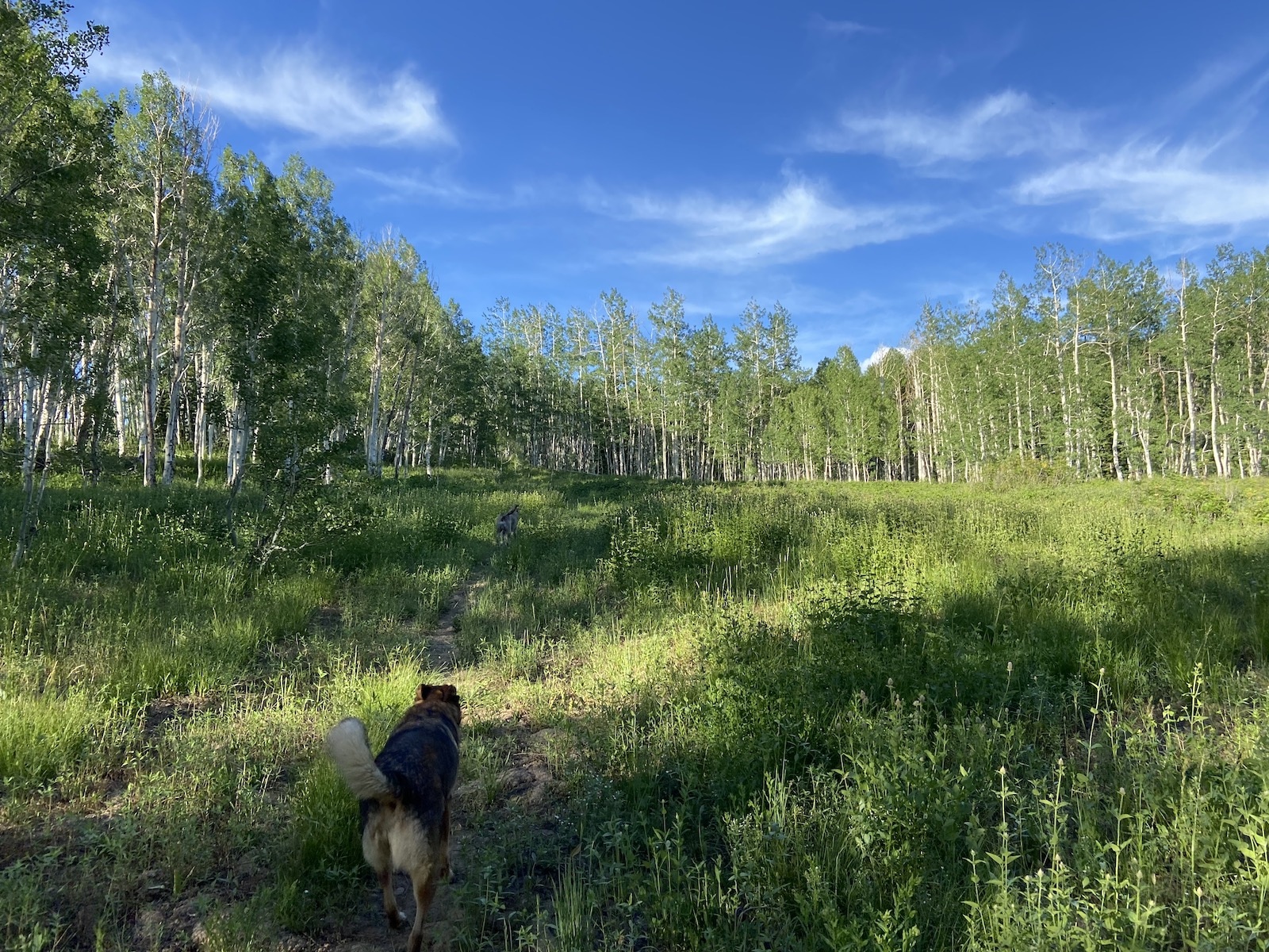 routt national forest buffalo pass dog on trail