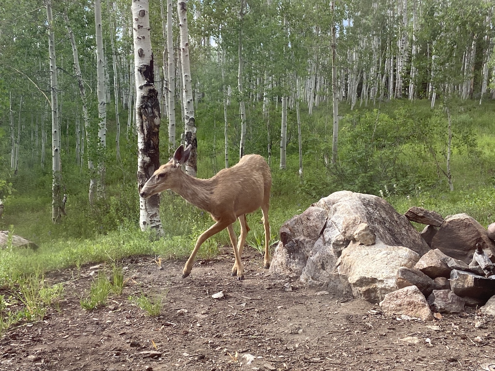 routt national forest buffalo pass deer by campfire