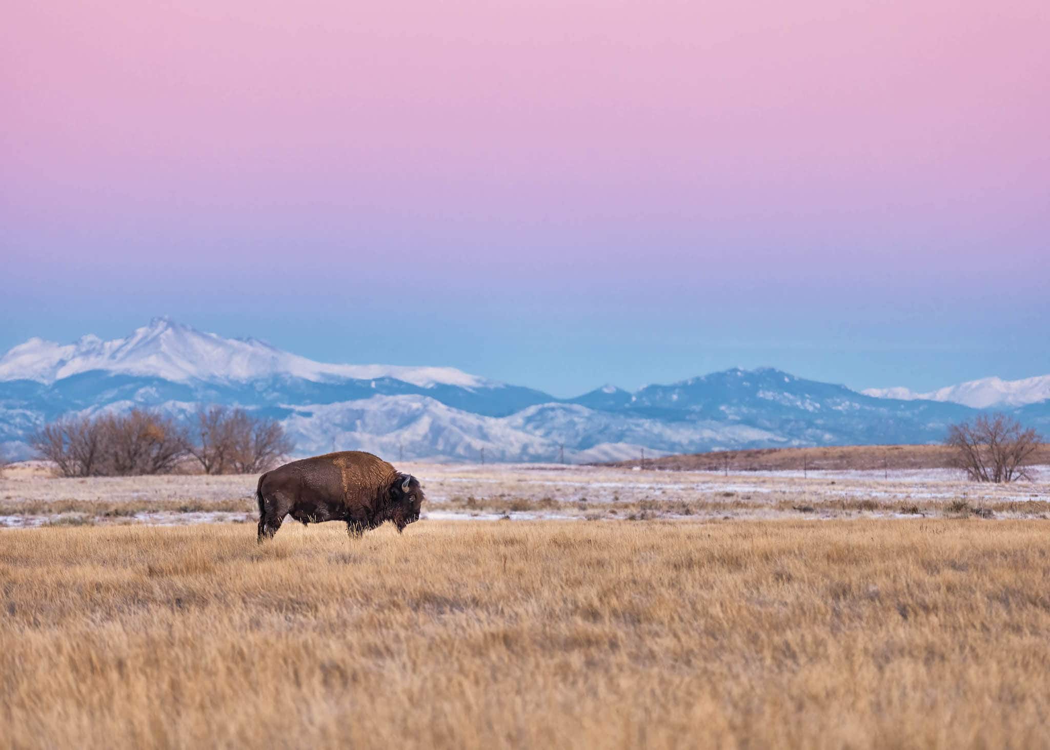 A grazing wild bison at dawn.