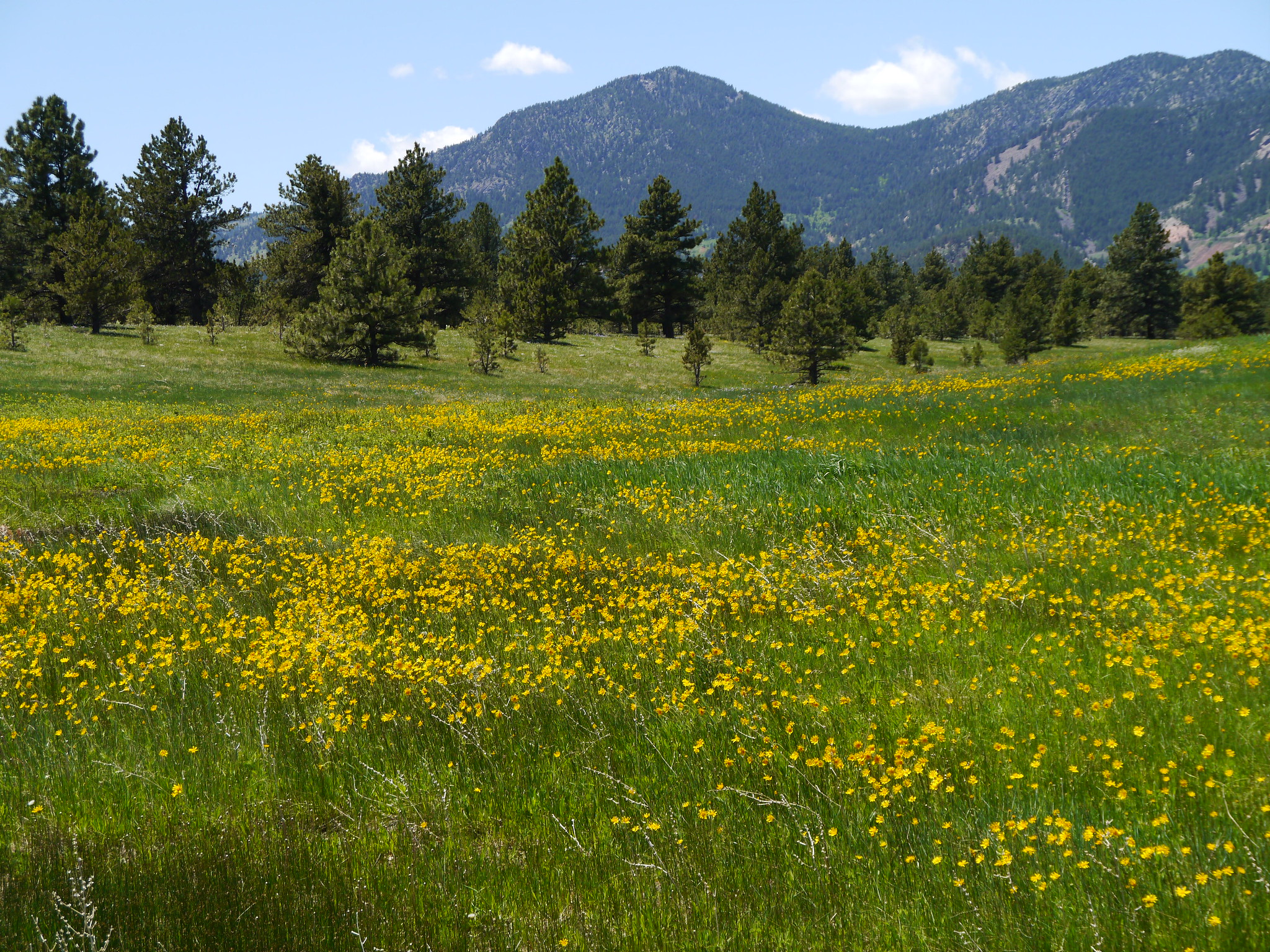 Trail with wildflowers