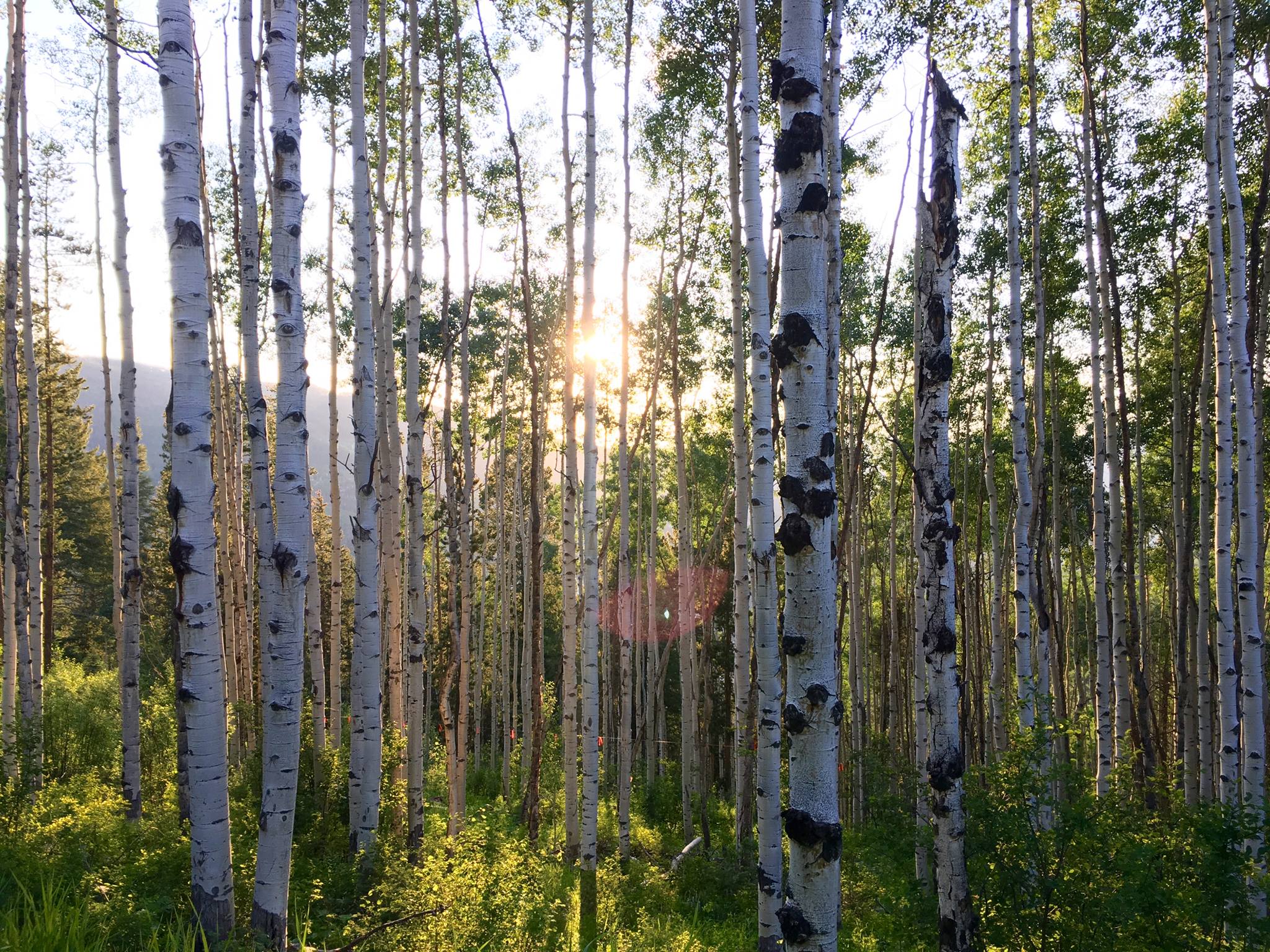 aspen grove