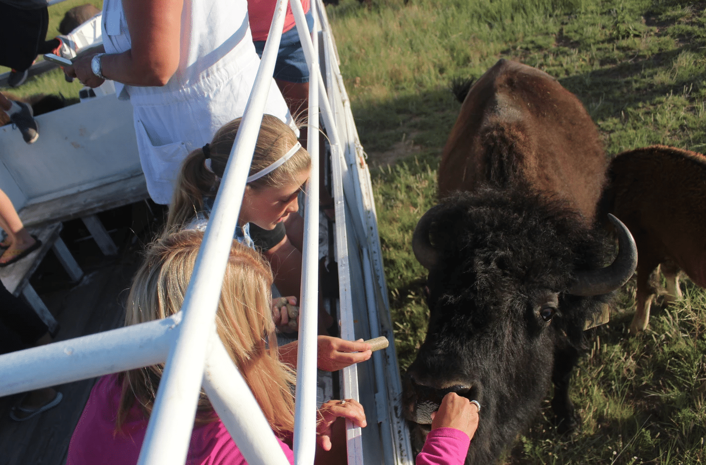 girl feeding buffalo