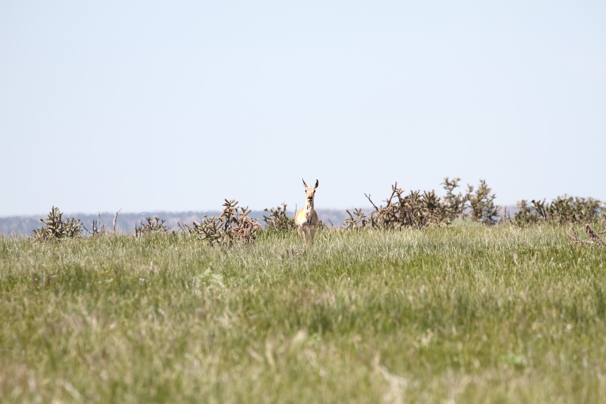 A curious Pronghorn, similar to a mule deer, looks towards a Comanche grasslands visitor.