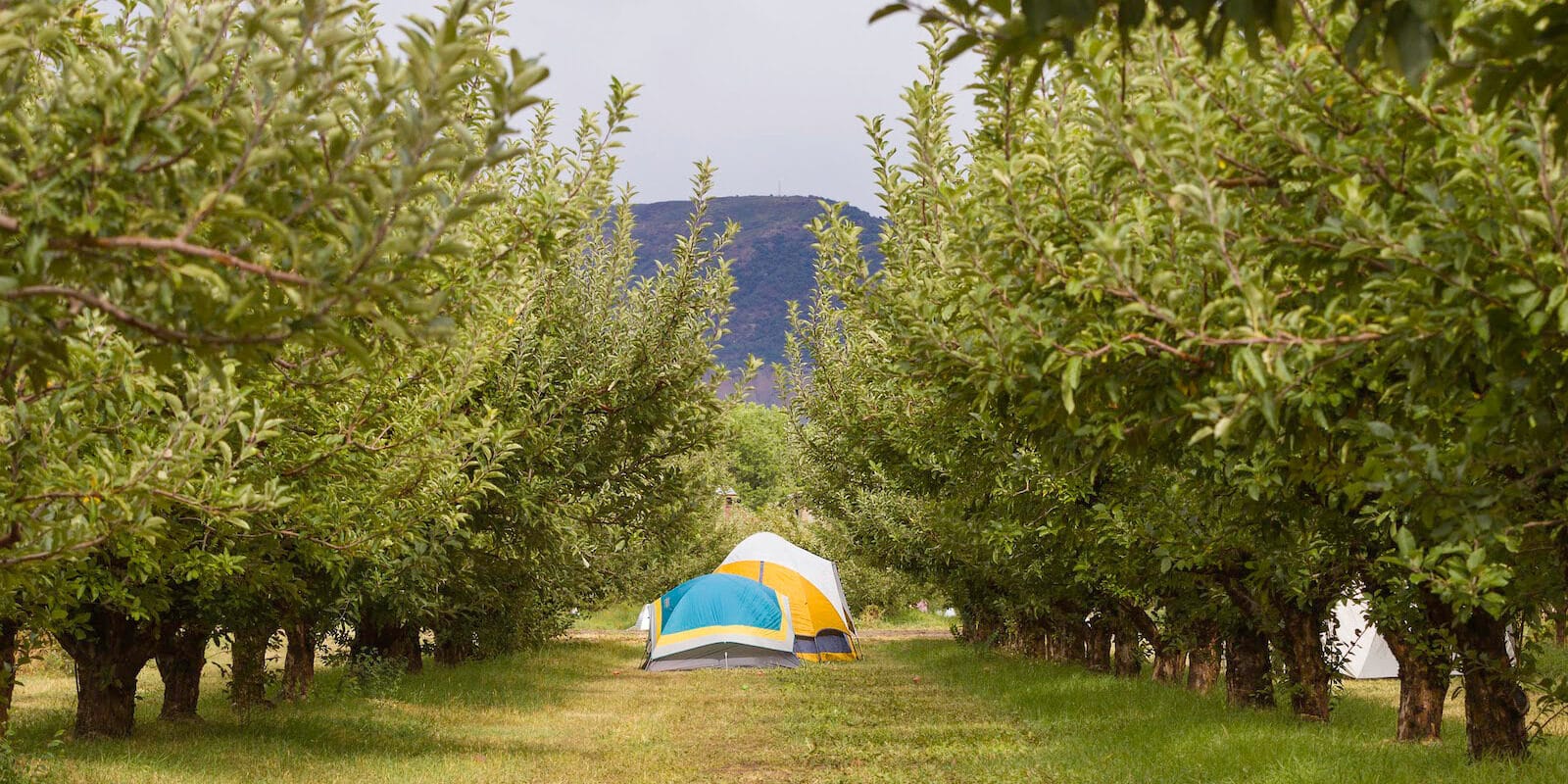 Image of tents set up for HESTIVAL in Hotchkiss, Colorado