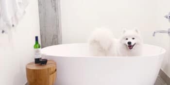 Kimpton Born Hotel Denver Dog in Bathtub