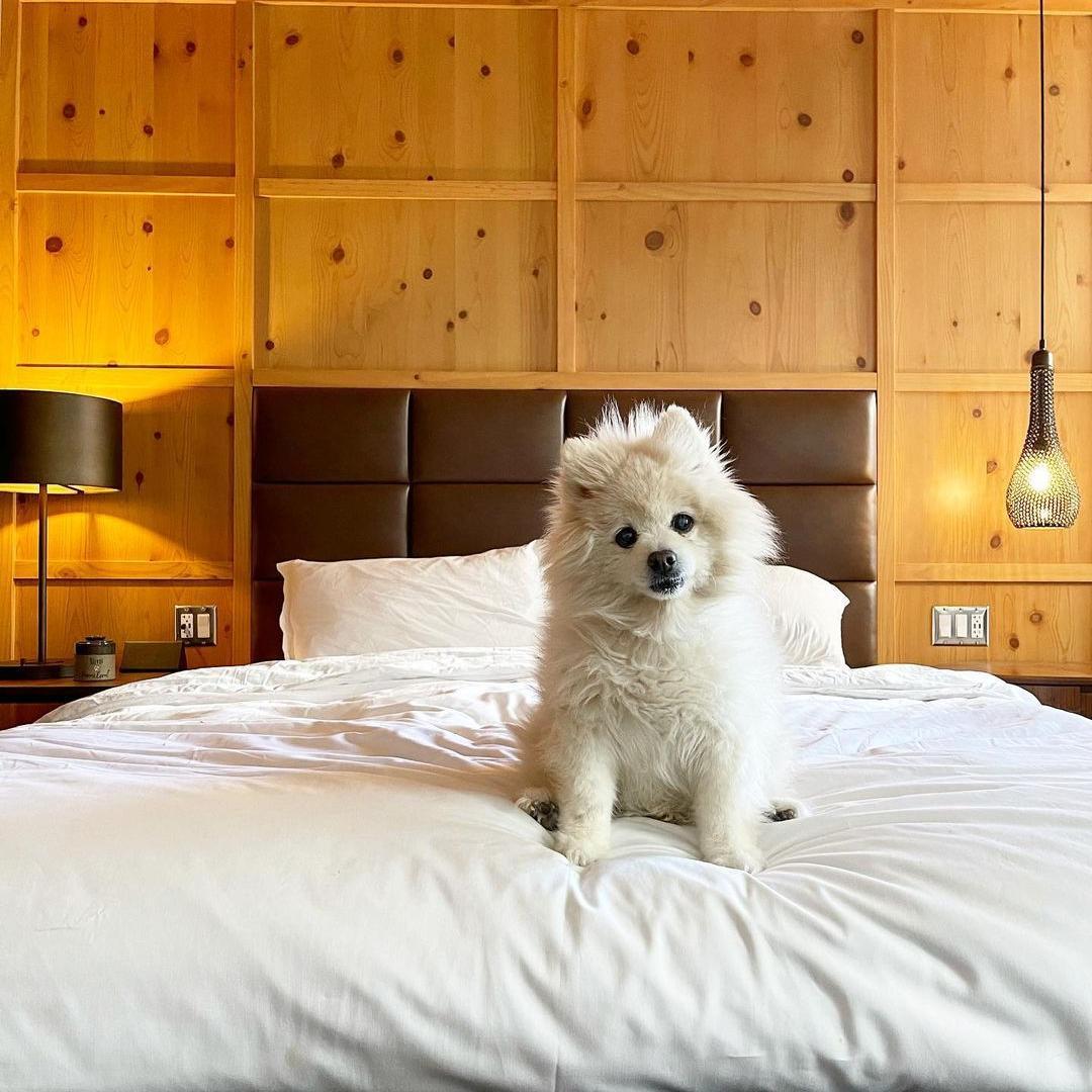 Kimpton Born Hotel Downtown Denver Dog on Bed