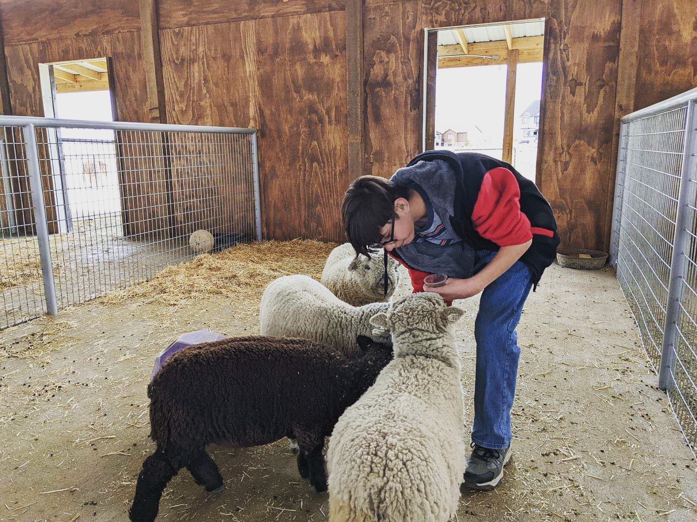 Person feeding sheep