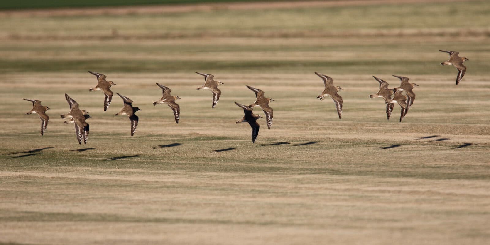 Image of Mountain Plovers flying