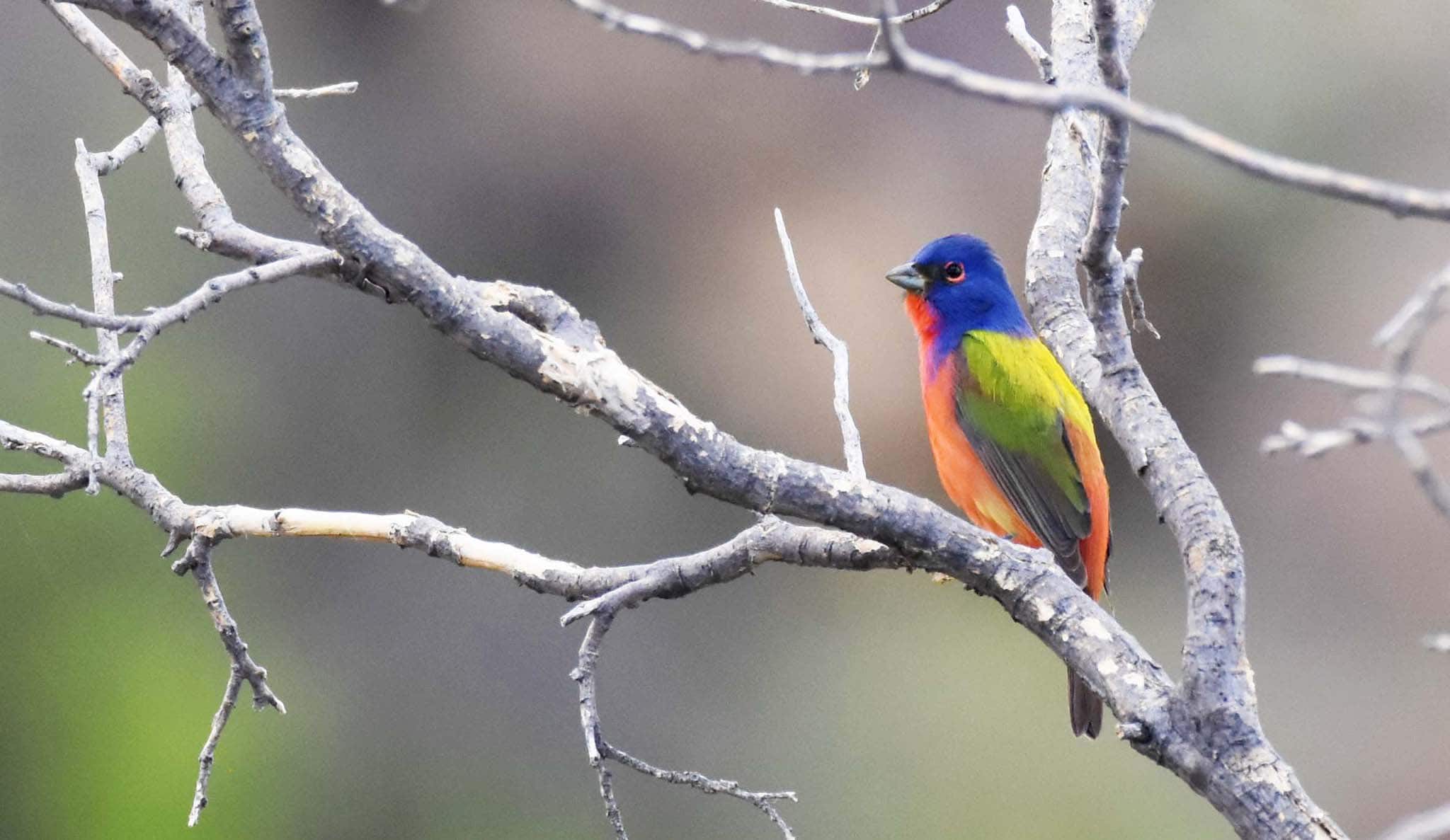 A relatively rare sight, the Painted Bunting is one of the pretties birds in the world with a blue, red, green and yellow plummage. 