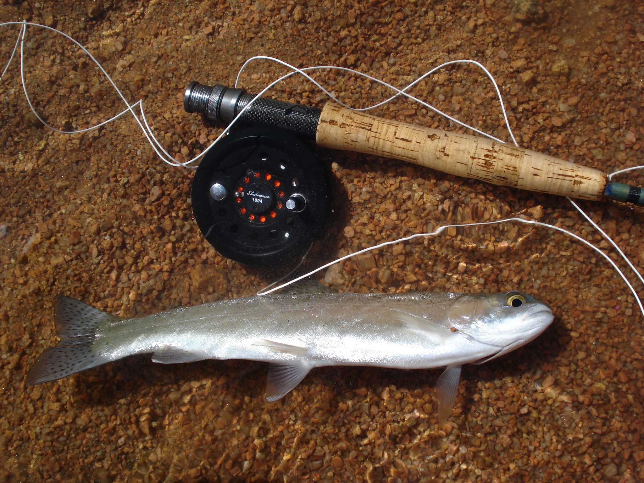 A fly fishing line and a rainbow trout, caught in Pike National Forest, Colorado.