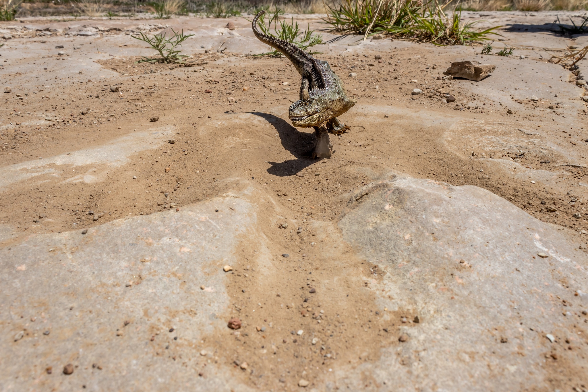 A toy dinosaur sits inside a three toed footprint of the Jurassic Age predator, Allosaurus.