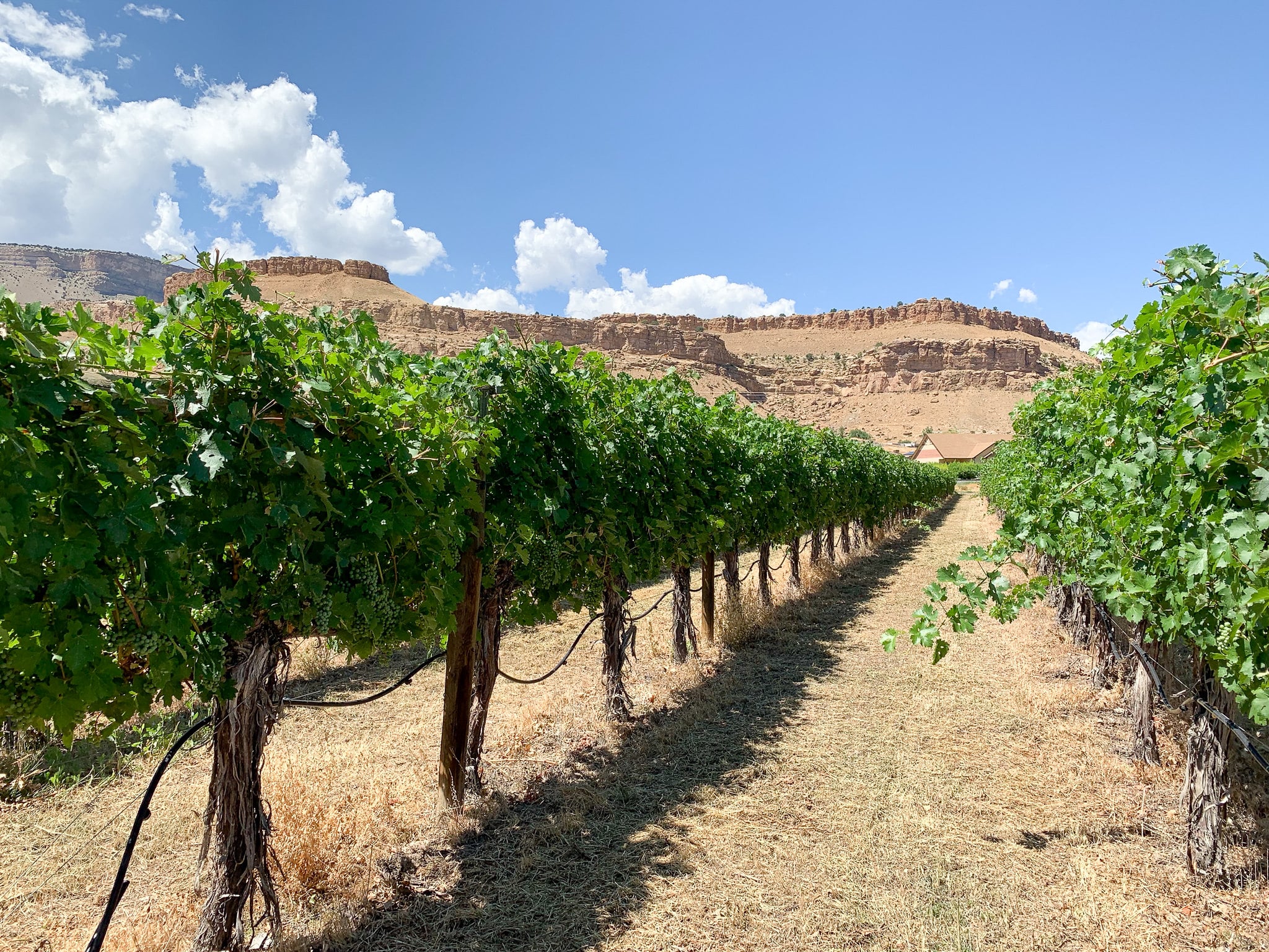 Lines of grape plants at a vineyard