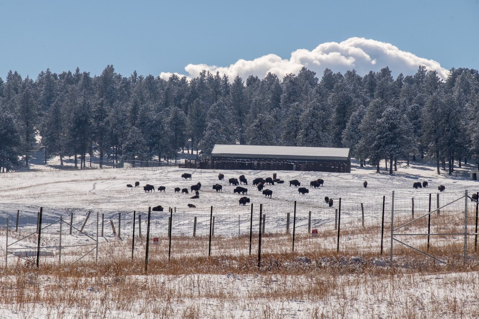 Buffalo Overlook, Colorado