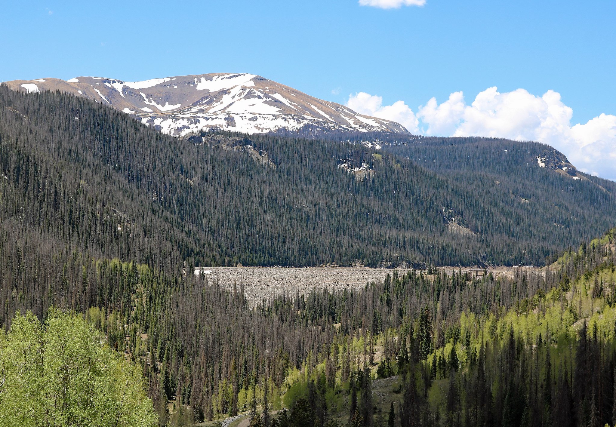 Mountain forest