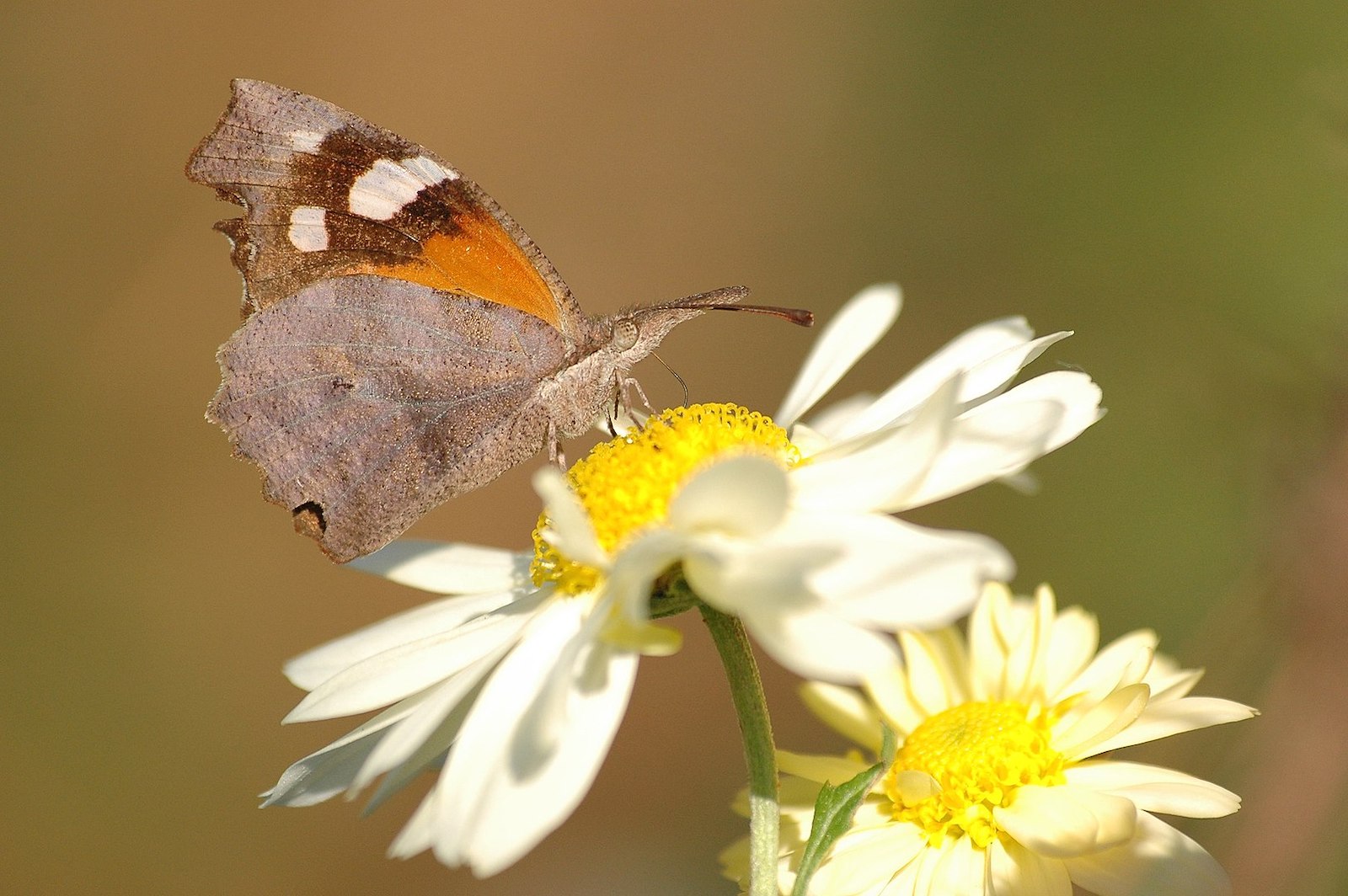 Image of an American Snout butterfly