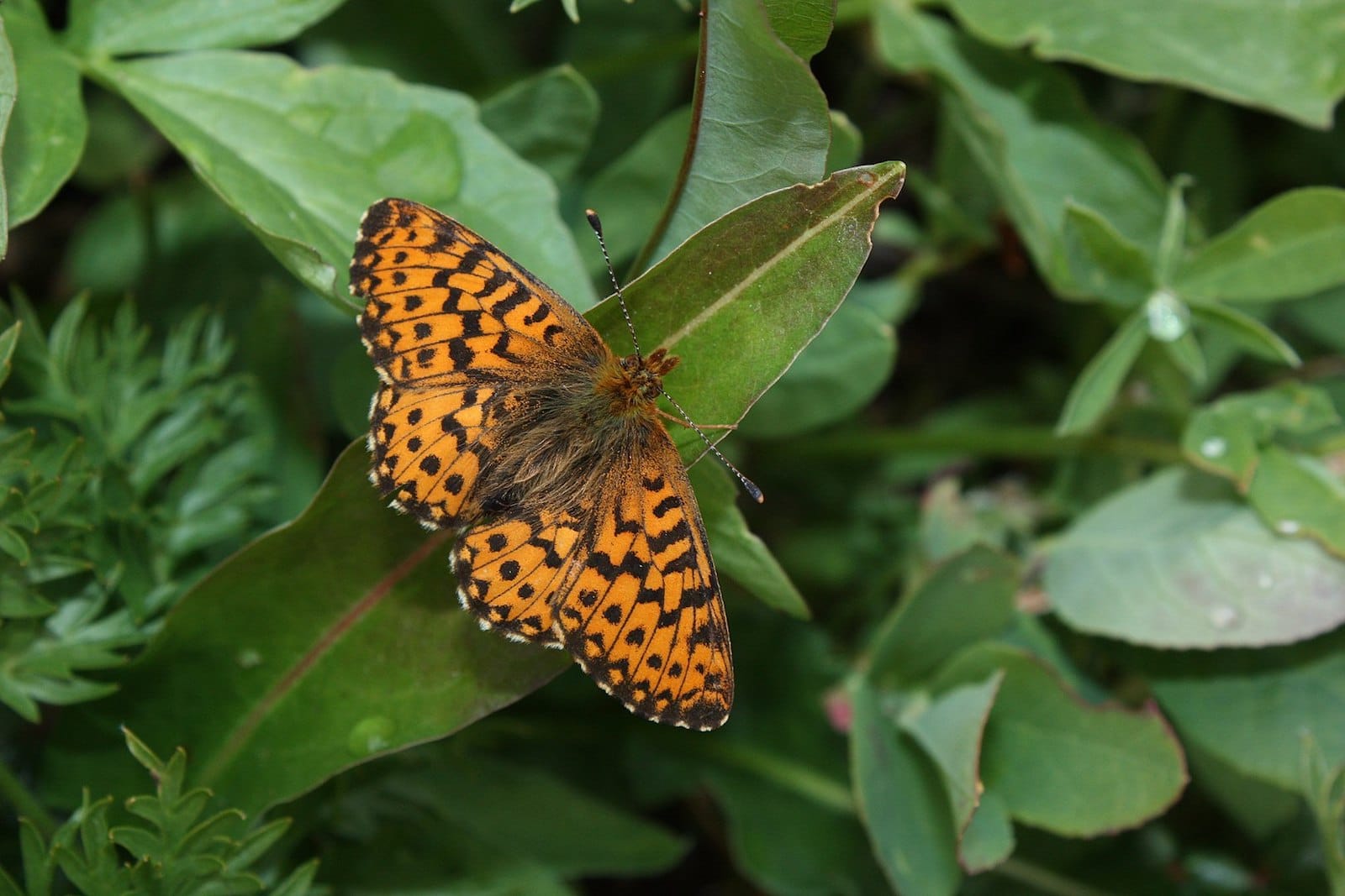 Image of an Arctic Fritillary butterfly