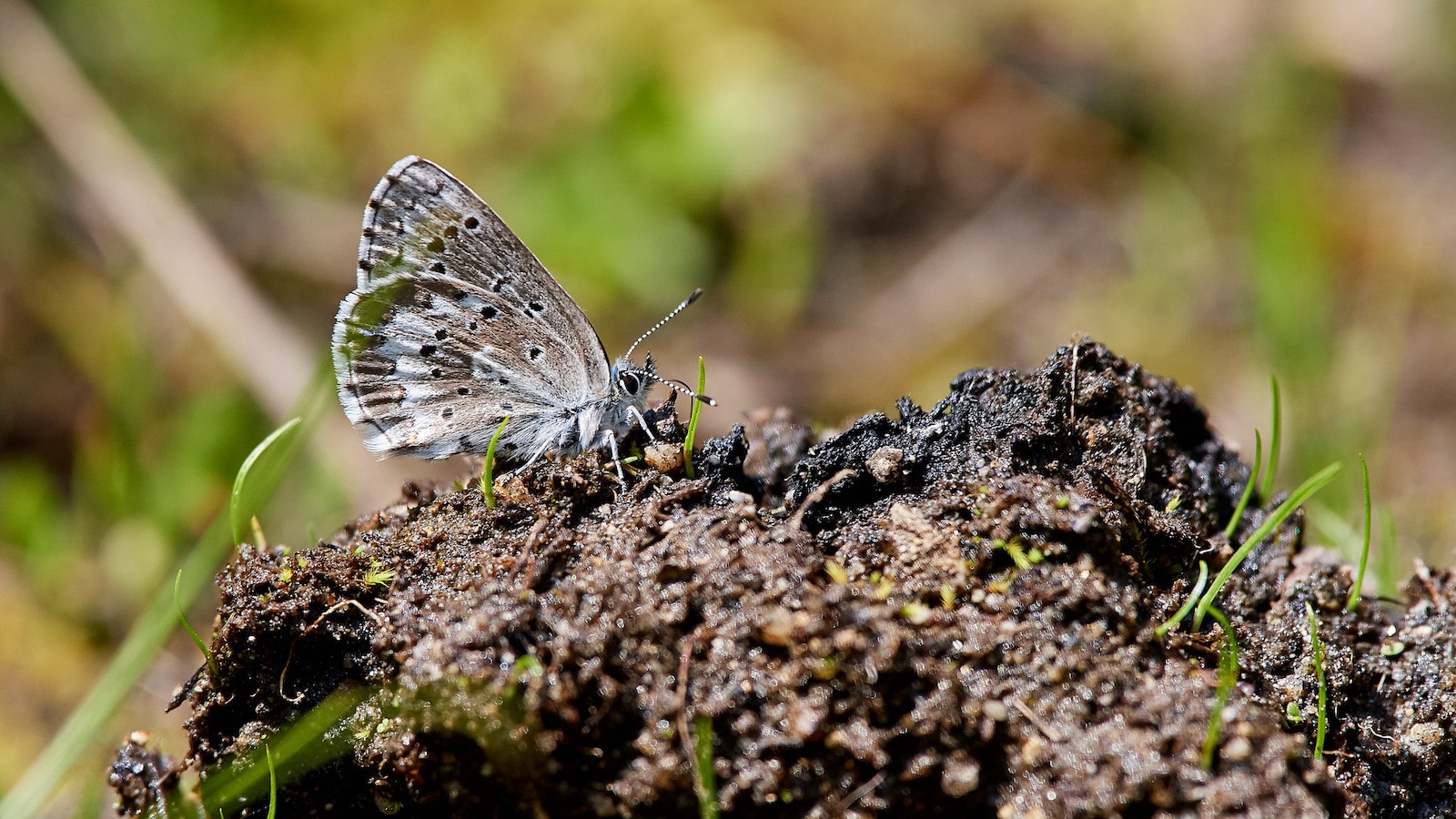 Image of an Arrowhead Blue butterfly