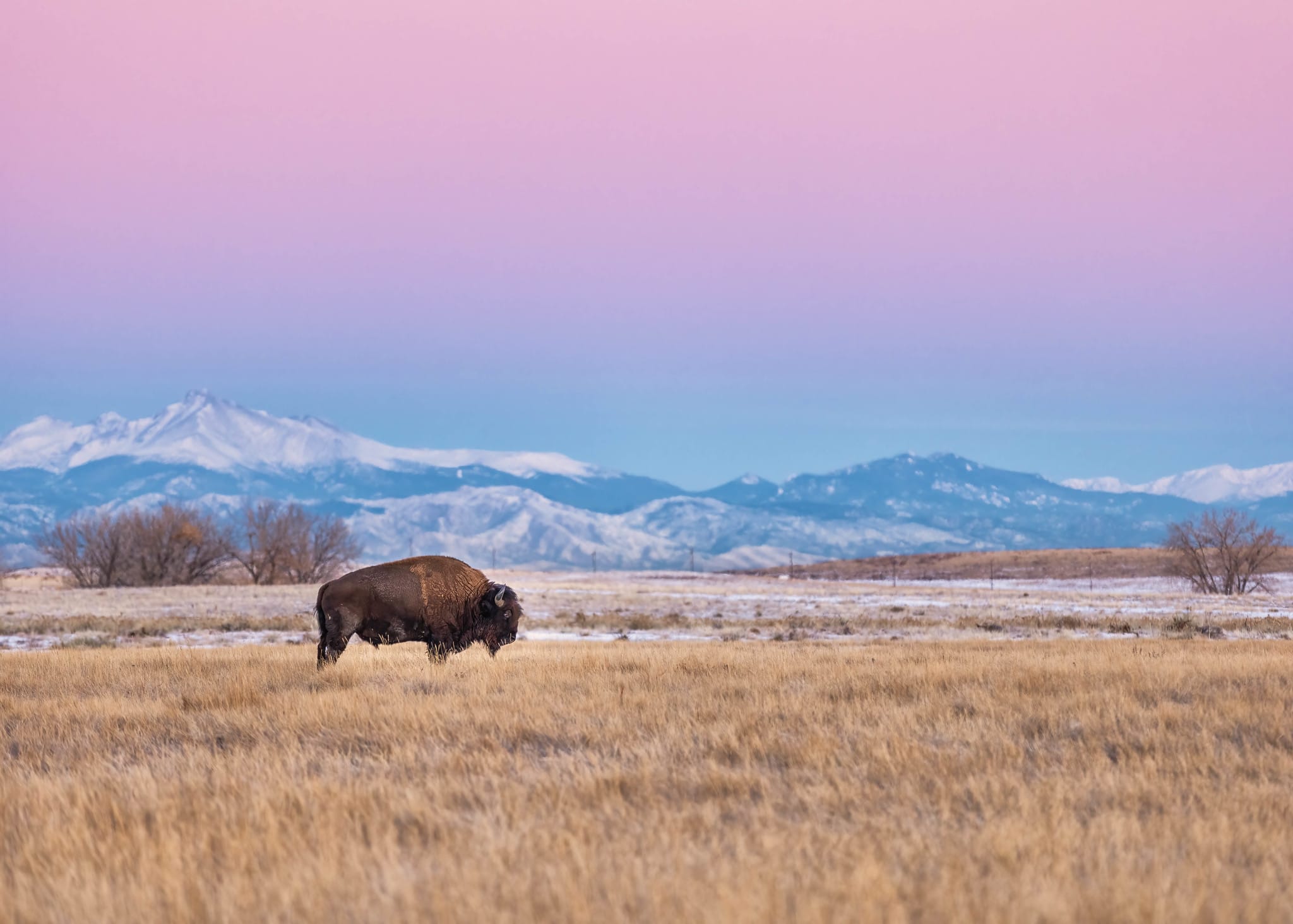 Bison eating grass during sunset