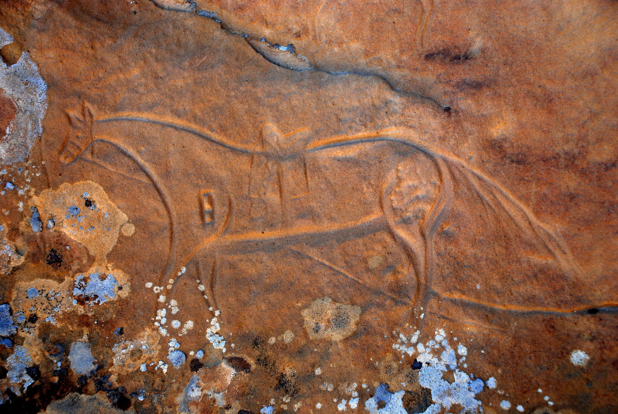 Horse petroglyph in Canyon Pintado National Historic District Colorado