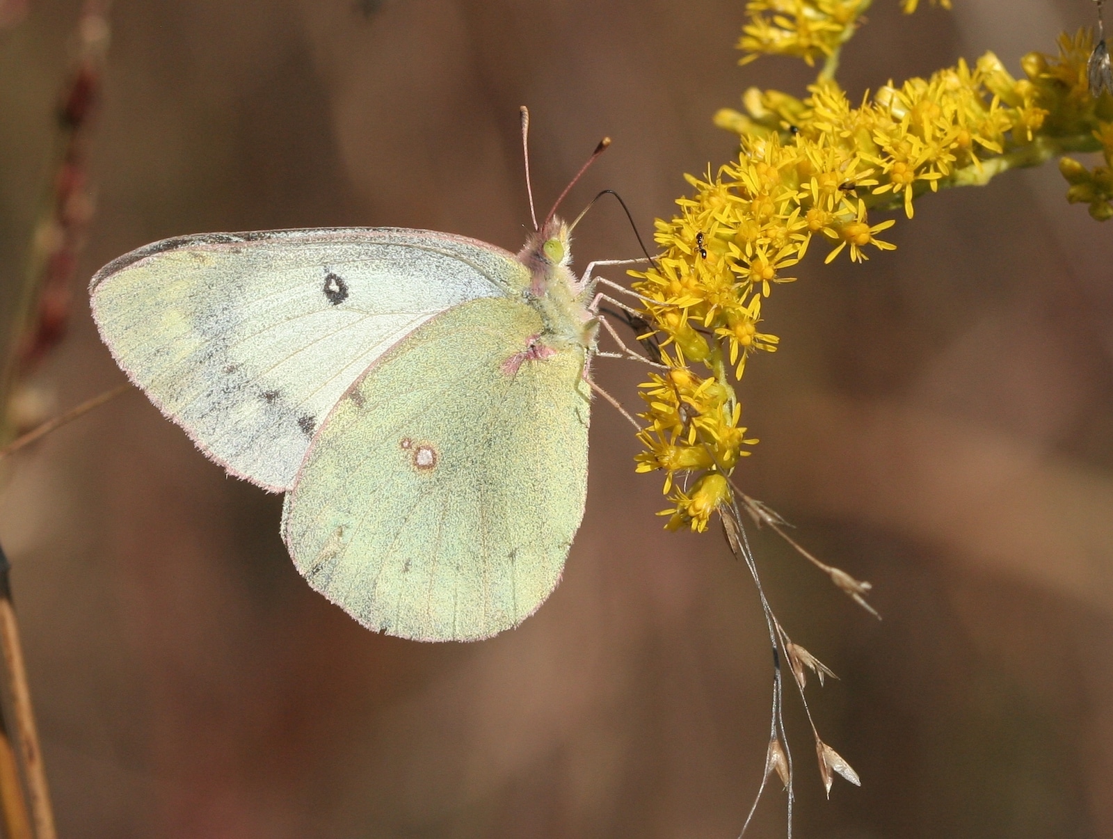 Image of a Cloud Sulphur butterfly 