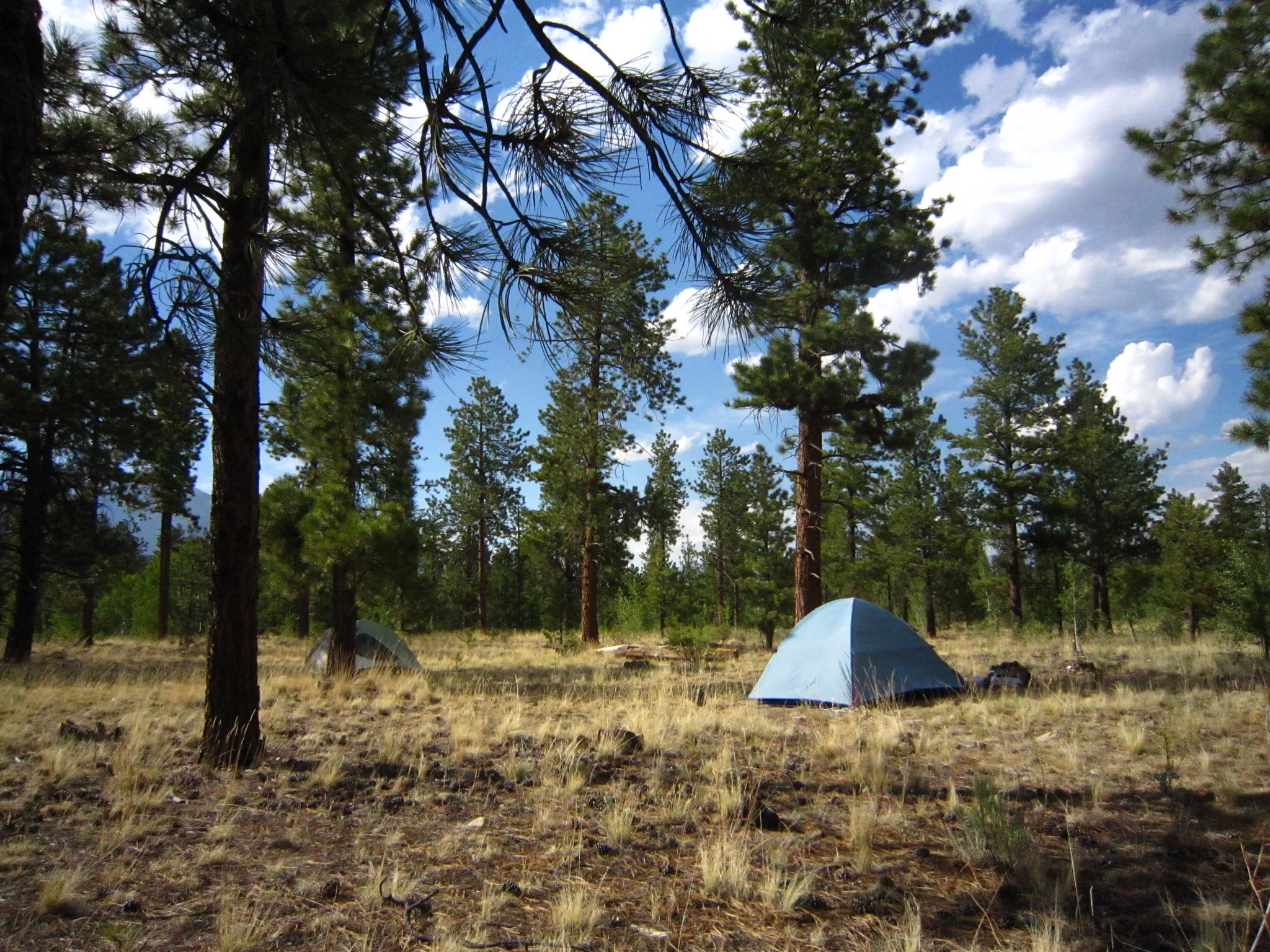 Camping tent in forest