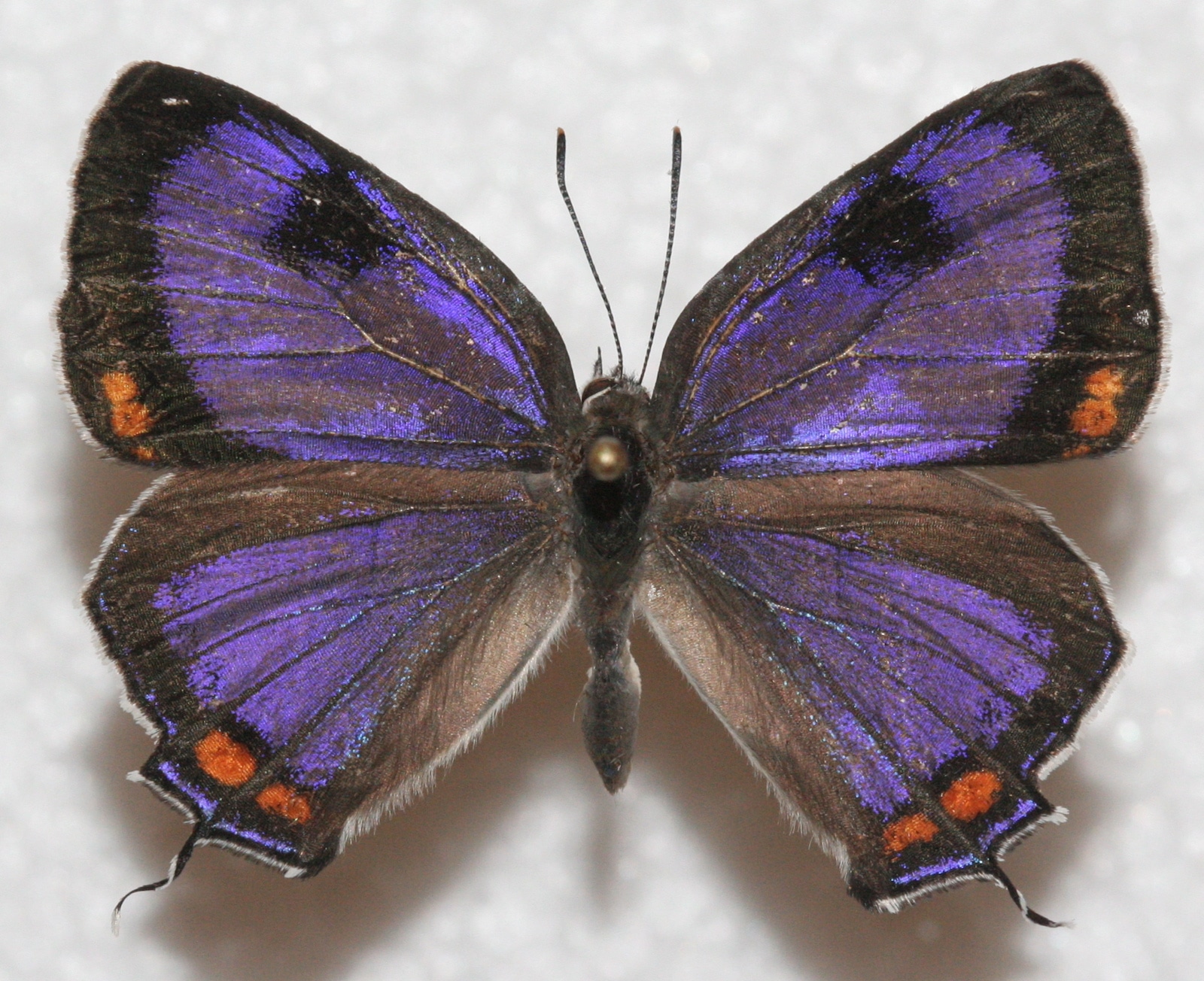 Image of a Colorado Hairstreak butterfly