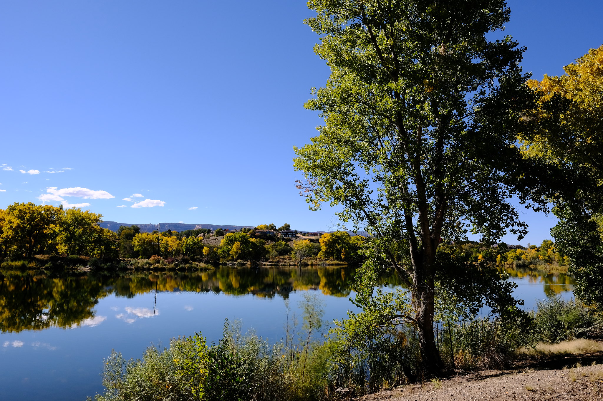 Lake and trees on a sunny day